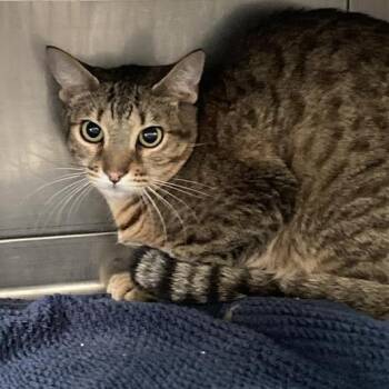 Chimchar -  Domestic Short Hair and Abyssinian Cat for Adoption in Hawthorne, California - Chimchar | PetCurious