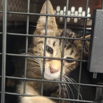 Elmer -  Domestic Short Hair Cat for Adoption in Charleston, West Virginia - Elmer | PetCurious