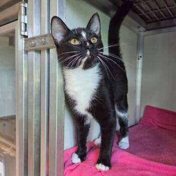 Marie -  Domestic Short Hair Cat for Adoption in Chattanooga, Tennessee - Marie | PetCurious
