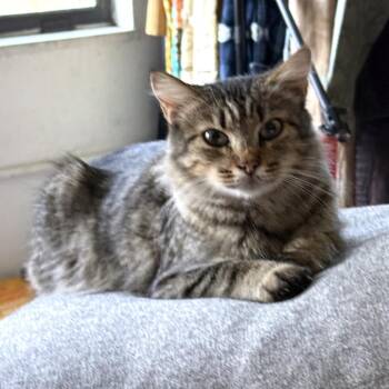 Domestic Medium Hair Cats Available for Adoption in Los Angeles, California - Chutoro | PetCurious