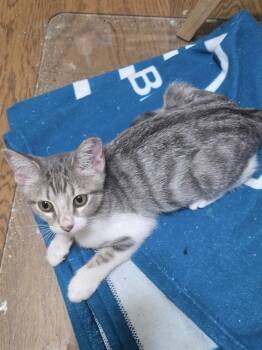 Gracie 5166 -  Domestic Short Hair Cat for Adoption in Dallas, Texas - Gracie 5166 | PetCurious
