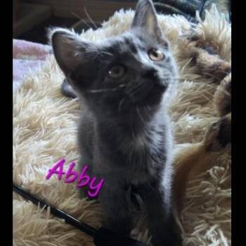 Abby -  Domestic Short Hair Cat for Adoption in Prescott, Arizona - Abby | PetCurious
