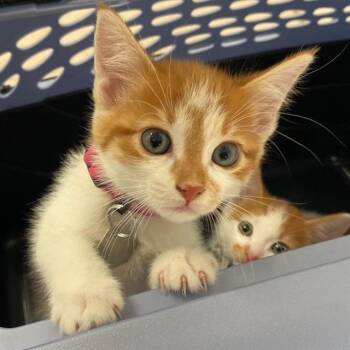 LAURIE -  Domestic Short Hair Cat for Adoption in Aurora, Colorado - LAURIE | PetCurious