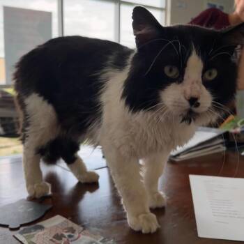 Henry -  Domestic Medium Hair Cat for Adoption in Mount Vernon, Indiana - Henry | PetCurious