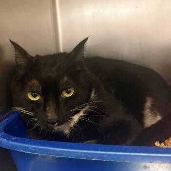 Domestic Short Hair Cats Available for Adoption in Chehalis, Washington - Mittens | PetCurious