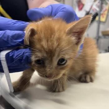Calcium -  Domestic Short Hair Cat for Adoption in Dearborn, Michigan - Calcium | PetCurious