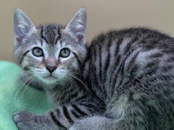 Orpington -  Domestic Short Hair Cat for Adoption in Portland, Oregon - Orpington | PetCurious