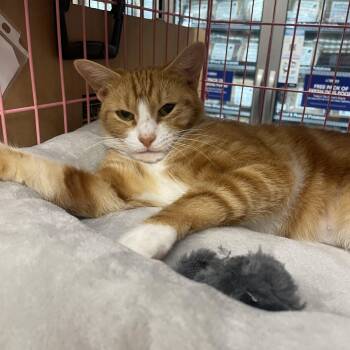 Rescue Domestic Short Hair Cats for Adoption in Huffman, Texas - Buttercup | PetCurious