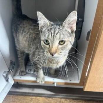 Tiny Tina -  Domestic Short Hair Cat for Adoption in Phoenixville, Pennsylvania - Tiny Tina | PetCurious