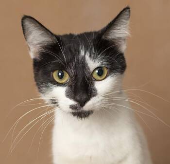 Melanie -  Domestic Short Hair Cat for Adoption in Chicago, Illinois - Melanie | PetCurious