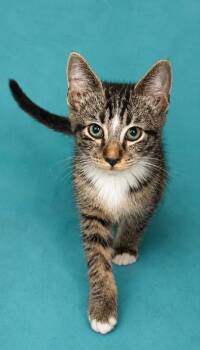 Juju -  Domestic Short Hair Cat for Adoption in Columbia, Tennessee - Juju | PetCurious