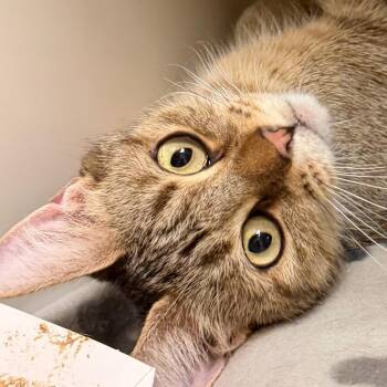 Amara -  Domestic Short Hair Cat for Adoption in Fairport, New York - Amara | PetCurious