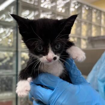 Domestic Short Hair Cats Available for Adoption in West Palm Beach, Florida - Karissa | PetCurious