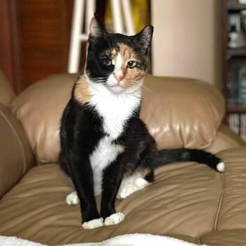 Cassiopeia -  Domestic Short Hair Cat for Adoption in Rossville, Georgia - Cassiopeia | PetCurious