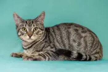 Domestic Short Hair Cats Available for Adoption - Betty | PetCurious