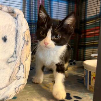 Miller -  Domestic Short Hair Cat Available for Adoption in Hanna City, Illinois - Miller | PetCurious