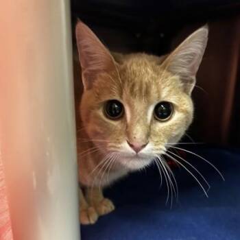 Lion -  Domestic Short Hair Cat for Adoption in Merriam, Kansas - Lion | PetCurious