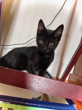 Rescue Domestic Short Hair Cats for Adoption in Springfield, Missouri - Cindel | PetCurious
