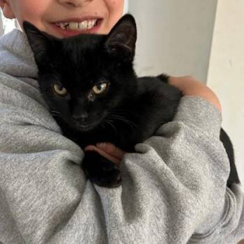 Domestic Short Hair Cats Available for Adoption - Kit Kat | PetCurious