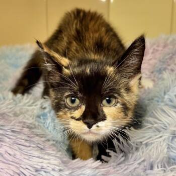 Strawberry -  Domestic Short Hair Cat for Adoption in East Hampton, New York - Strawberry | PetCurious