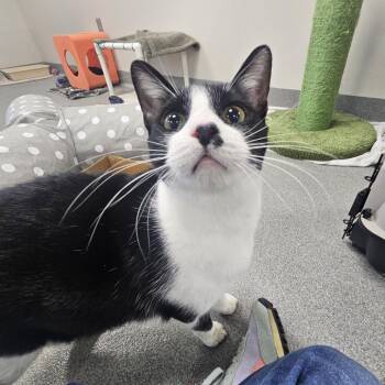 Domestic Short Hair Cats Available for Adoption - Homer | PetCurious