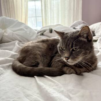 Domestic Medium Hair Cats Available for Adoption - Tootie | PetCurious