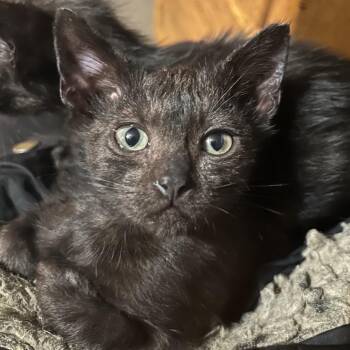 Pepsi -  Domestic Short Hair Cat for Adoption in Veneta, Oregon - Pepsi | PetCurious