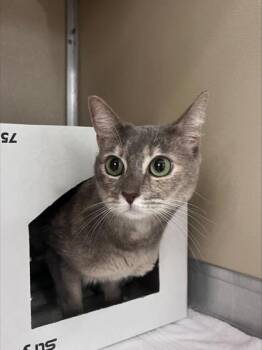 Domestic Medium Hair and Domestic Short Hair Cats Available for Adoption in Honolulu, Hawaii - Mochi | PetCurious