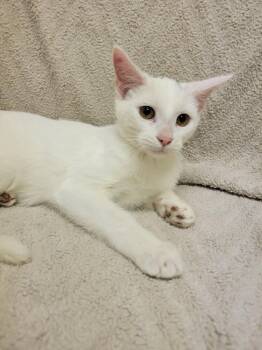 Cupid -  Domestic Short Hair Cat for Adoption in Lorain, Ohio - Cupid | PetCurious