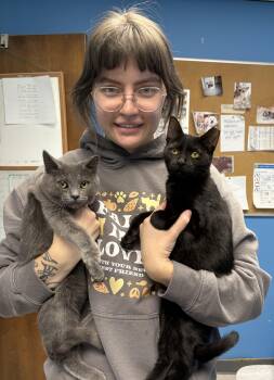 Rescue Domestic Short Hair Cats for Adoption in Columbus, Ohio - Bentley (black Girl) & Little Gary (gray Girl) | PetCurious