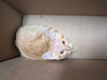 Megamind -  Domestic Short Hair Cat for Adoption in Cincinnati, Ohio - Megamind | PetCurious