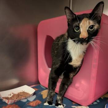 Domestic Short Hair and Mixed Breed Cats Available for Adoption in Titusville, Florida - Basil | PetCurious