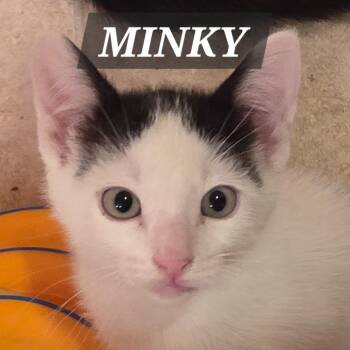 Minky -  Domestic Short Hair Cat for Adoption in Meridian, Idaho - Minky | PetCurious