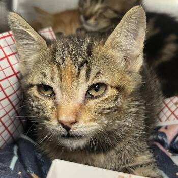 Gangle -  Domestic Short Hair Cat for Adoption in Palm Springs, California - Gangle | PetCurious