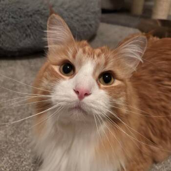 Domestic Long Hair Cats Available for Adoption - Bennett | PetCurious
