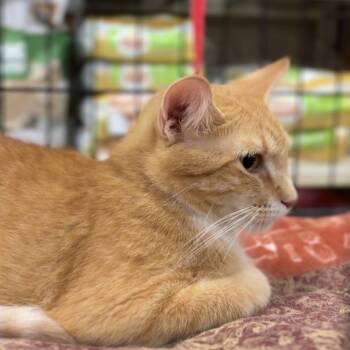Trina -  Domestic Short Hair Cat for Adoption in Rochester, Minnesota - Trina | PetCurious