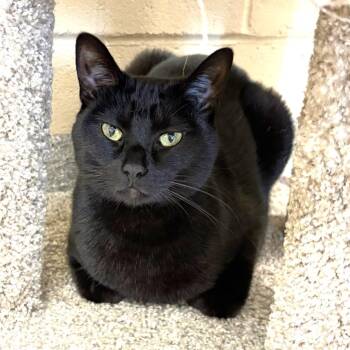 Midnight -  Domestic Short Hair Cat for Adoption in Columbia, Illinois - Midnight | PetCurious