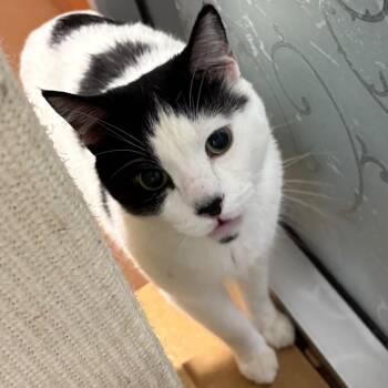 Domestic Short Hair Cats Available for Adoption - Po | PetCurious