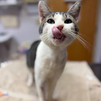 Doc -  Domestic Short Hair Cat for Adoption in Newark, New Jersey - Doc | PetCurious