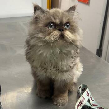 Big Little One -  Persian Cat for Adoption in Philadelphia, Pennsylvania - Big Little One | PetCurious