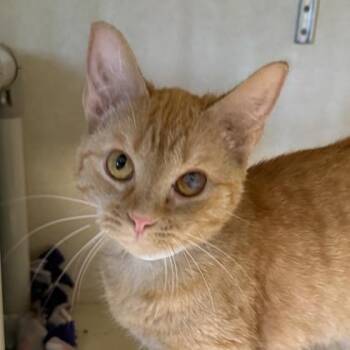 Phoenix -  Domestic Short Hair Cat for Adoption in Lansing, Michigan - Phoenix | PetCurious