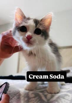 Cream Soda -  Domestic Long Hair Cat for Adoption in Clarksville, Tennessee - Cream Soda | PetCurious