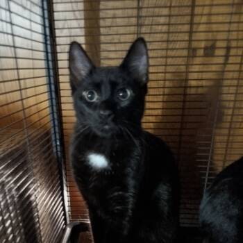 Rescue Domestic Short Hair Cats for Adoption in Hampton Bays, New York - Tux | PetCurious