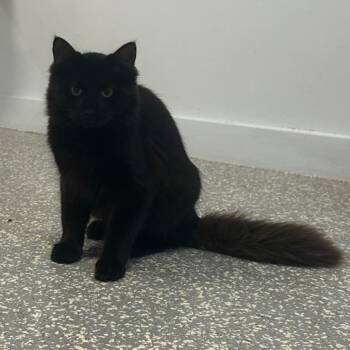 Rescue Domestic Long Hair Cats for Adoption in North Haven, Connecticut - Melody | PetCurious