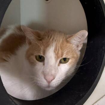 Teddy -  Domestic Short Hair Cat for Adoption in Branford, Connecticut - Teddy | PetCurious