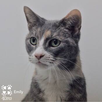Rescue Domestic Short Hair Cats for Adoption in Merrifield, Virginia - Emily DCStray | PetCurious