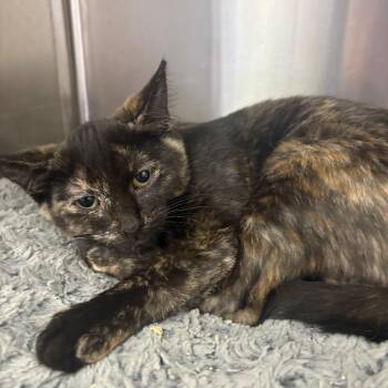Pickle Toes -  Domestic Short Hair Cat for Adoption in Spokane, Washington - Pickle Toes | PetCurious