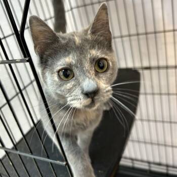 Rescue Domestic Short Hair Cats for Adoption in Branson, Missouri - Glue | PetCurious