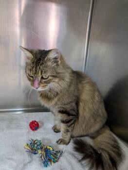 Rescue Domestic Medium Hair and Domestic Short Hair Cats for Adoption in Leander, Texas - Harry Henderson | PetCurious