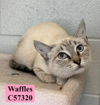 Waffles -  Siamese Cat for Adoption in Clarksville, Tennessee - Waffles | PetCurious